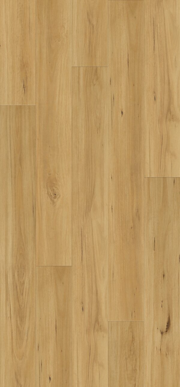 Blackbutt
