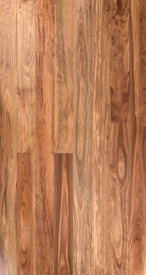 Pacific Spotted Gum