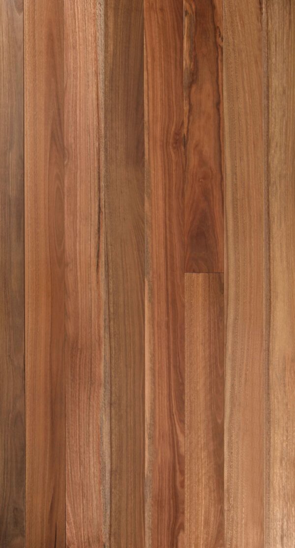 Spotted Gum