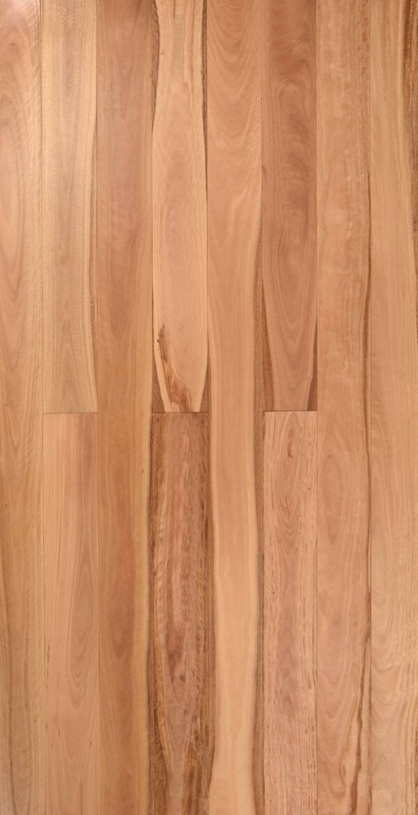 Pacific Blackbutt